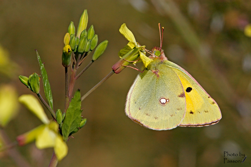 Colias crocea!